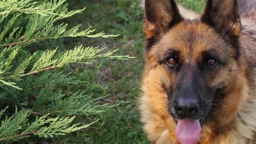 German Shepherd Dog Close-up in Green Grass