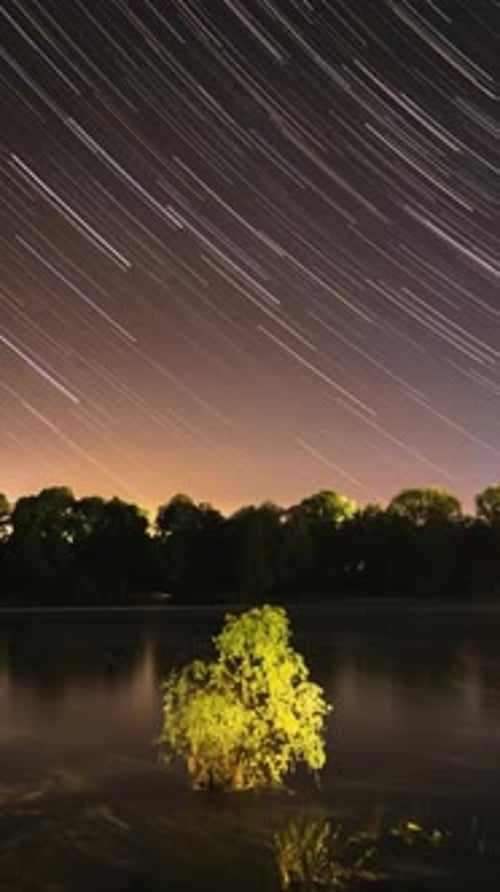 Star Trails over trees