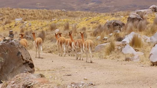 Group of Llamas Walk, Andean Cordillera Dry Meadow Camelid Alpacas Wild Animals Rocky Mountains in t