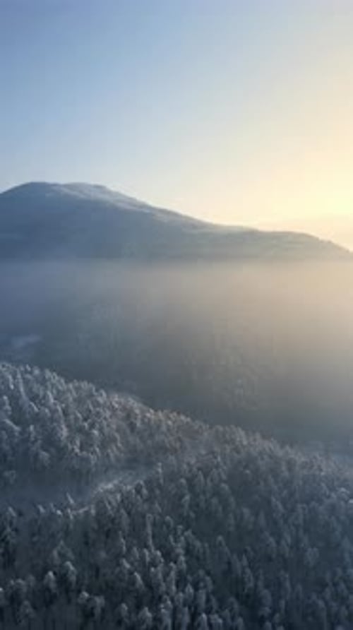 Forêt d'hiver verticale 4K