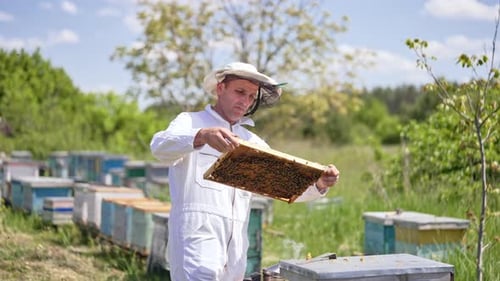 Beekeeper in white outfit bends and pulls a frame from hive.