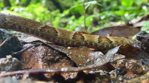 Close Up View of Snake in Tropical Forest