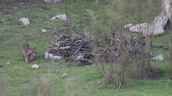Iberian Lynx Searching in a Wood Pile for Rabbits on Farmland Andalucia ...