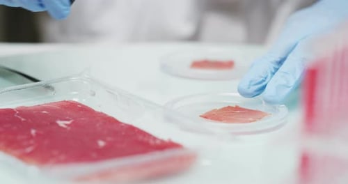 Slow motion close up of a scientist is inspecting and analyzing with tweezers the cultured artific