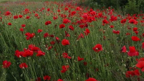 Beautiful red poppies at sunset. Field with blooming poppies. Green stems and red flowers.