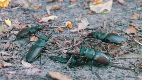 Stag Beetles Gathering on Forest Floor