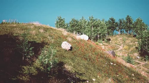 Scenic Winding Path Through Lush Green Hillside Landscape