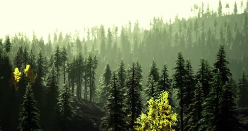 A Tranquil Forest Landscape Showcasing a Variety of Trees During Daylight
