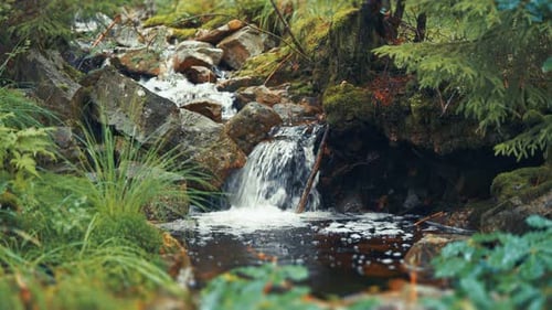 A tiny waterfall on the shallow stream in the lush green summer forest. Parallax video.