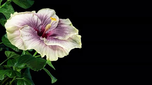 Flower Blooming on Black Background