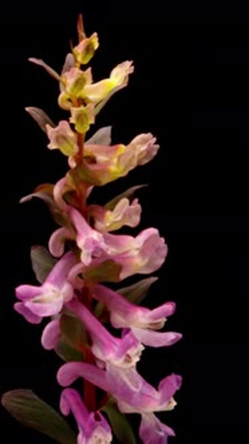 Macro lapso de tiempo de la flor de Corydalis abriéndose y floreciendo Flor silvestre rosada aislada sobre negro
