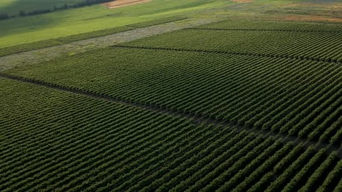 Italienische Landschaft Schöne Bauernhöfe und Weinberge Wunderschöne Luftaufnahmen
