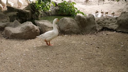 White Geese on a Farm in a Clean Paddock with a Small Pond