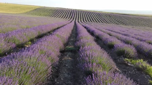 Aerial Lavender Fields