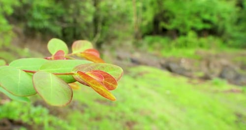 Fresh leaves emerge from a plant and sway in the wind in the Western Ghats of India , with backgroun