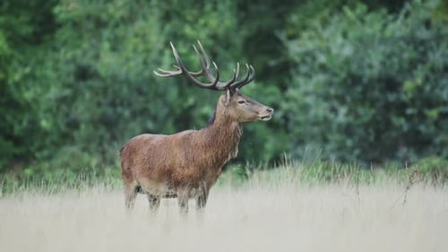 Picturesque Forest Landscape with Warm Coloured Grass, One Deer Standing Still Staring Forward, Tall