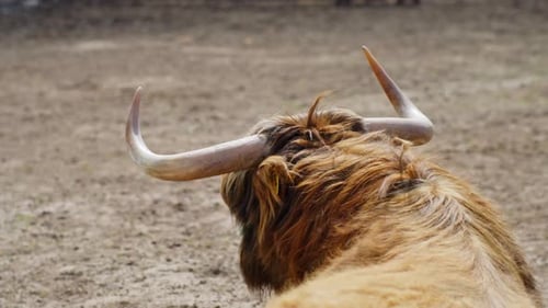 Rear view of Highland cow lying on dirt ground inside an animal park enclosure