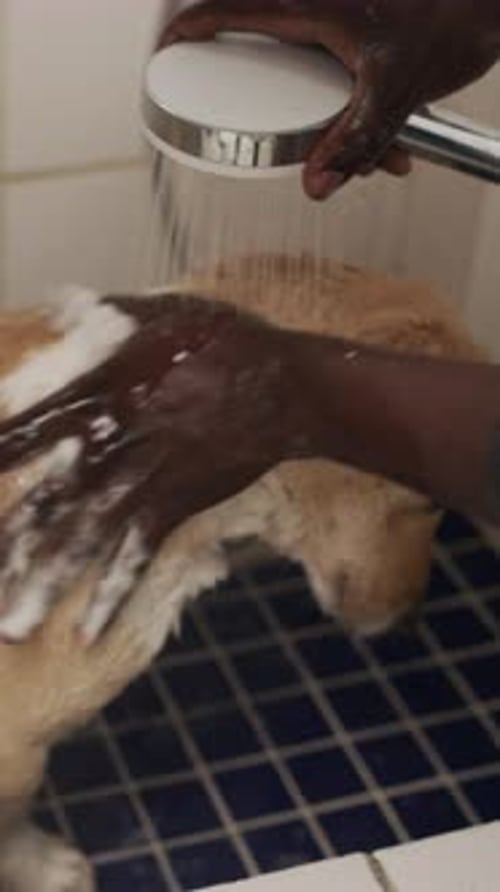 Hands, wash dog and water in shower with shampoo for hygiene maintenance