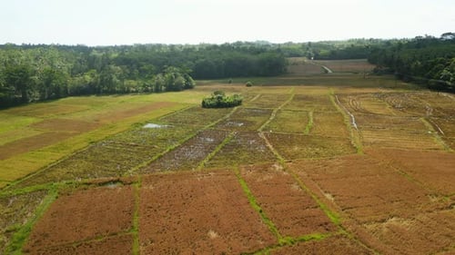 Aerial View Sweeps Over Diverse Rice Fields Ready for Harvest Green Paddies Create Patchwork Quilt