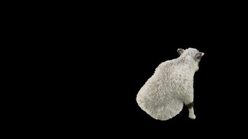 53 Sheep Dancing HD