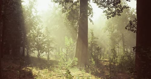 Light Filters Through Trees in a Tranquil Forest Setting During Morning