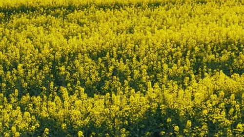 Blooming Rapeseed Field on a Sunny Day Flying Above Stunning Yellow Rape Fields in Spring Vegetable