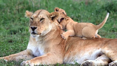 Lioness and cubs relaxing in Tanzania grassland