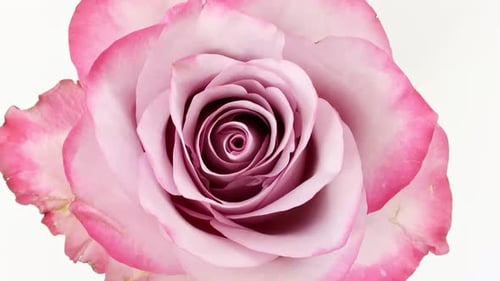 Close-up of a Pink Rose Bloom