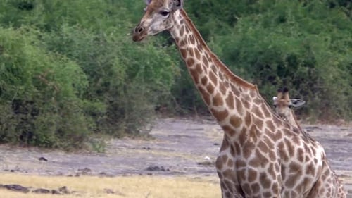 Giraffe Family Grazing in Natural Habitat