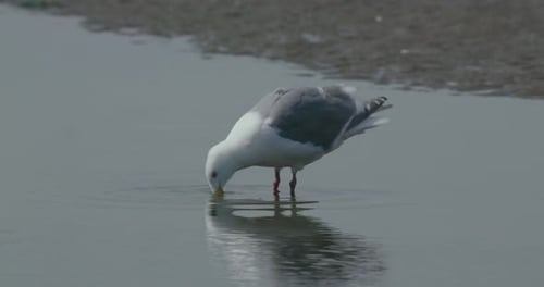Bird standing in the water next to the shore, drinking some water.