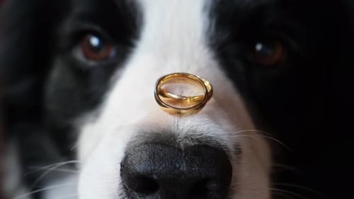Cute Dog Balances Wedding Rings on Nose