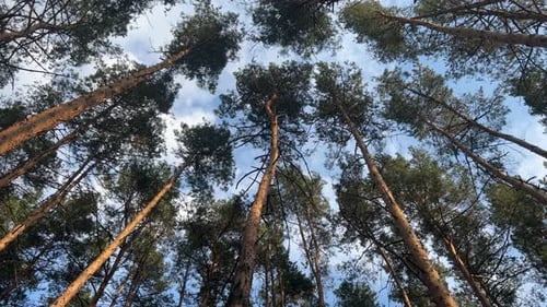 Rotation Pine Forest Trees Background