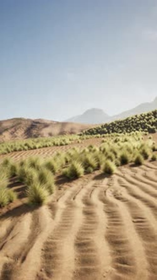 Grassy Dirt Field With Mountains