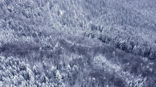Winter Spruce Forest White Trees