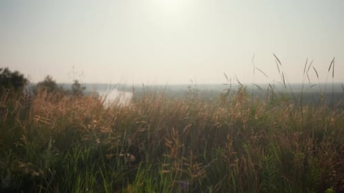 Sunlit Wild Grass on Hill with Distant River and Soft Hazy Summer Horizon