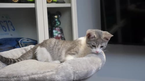 Gray and White Kitten Resting in Pet Bed