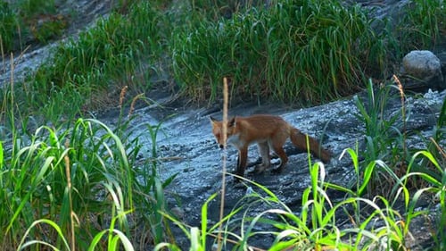 Rotfuchs im Gras. Klammer. Rotfuchs läuft entlang eines Steinhangs mit grünem Gras.