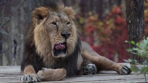 Male Lion Lounges and Grooms in Autumn Setting