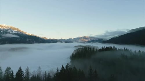 Green Trees in Forest with Fog and Mountains