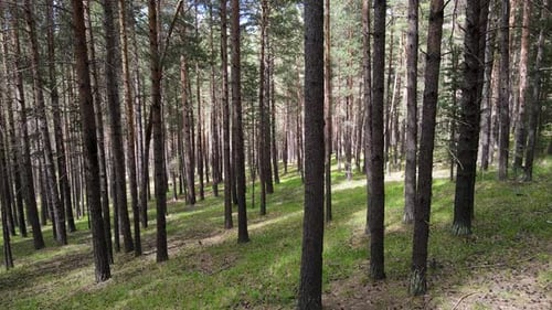 Waldkiefernwald