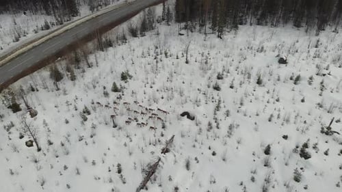 Vista aérea de drone de alto círculo de um rebanho de caribus caminhando por um campo nevado