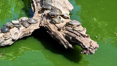 Gruppe von Schildkröten, die sich auf dem Baumstamm am Mossy Pond unter der Sonne sonnen. - Nahaufnahme