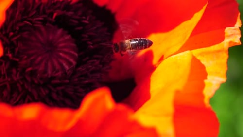 Roter Mohnblütenkopf aus nächster Nähe mit Bienenmohn auf der Wiese Wildes Mohnfeld, das im Wind schwingt