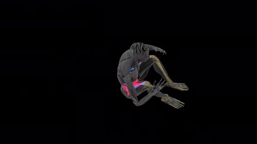 3D Human Anatomy Muscles Performing Sit-ups