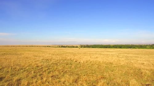 Концепция природы, ландшафта, сафари и дикой природы — выпас животных в Масаи-Мара