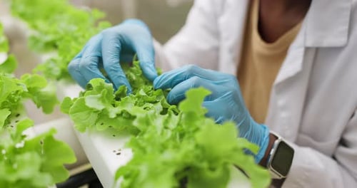 Hands tending to hydroponic lettuce plants