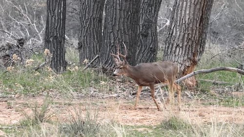 Mule deer buck walking through the wilderness in Utah