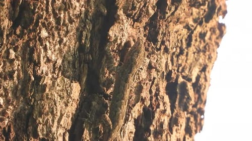 Lizard Camouflaged on a Brown Tree Trunk
