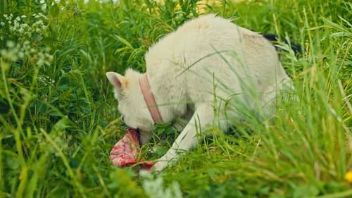 A White Dog Chews on a Piece of Raw Meat While Lying in the Grass - Close Up