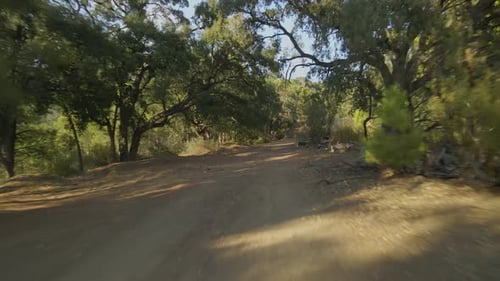 Forward dolly shot between the trees on a dirt path
